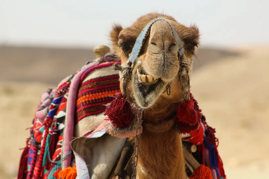 Arabic Colors and Adjectives: Complete Reference