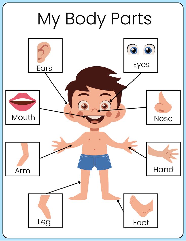 Bengali Body Parts and Medical Vocabulary Reference