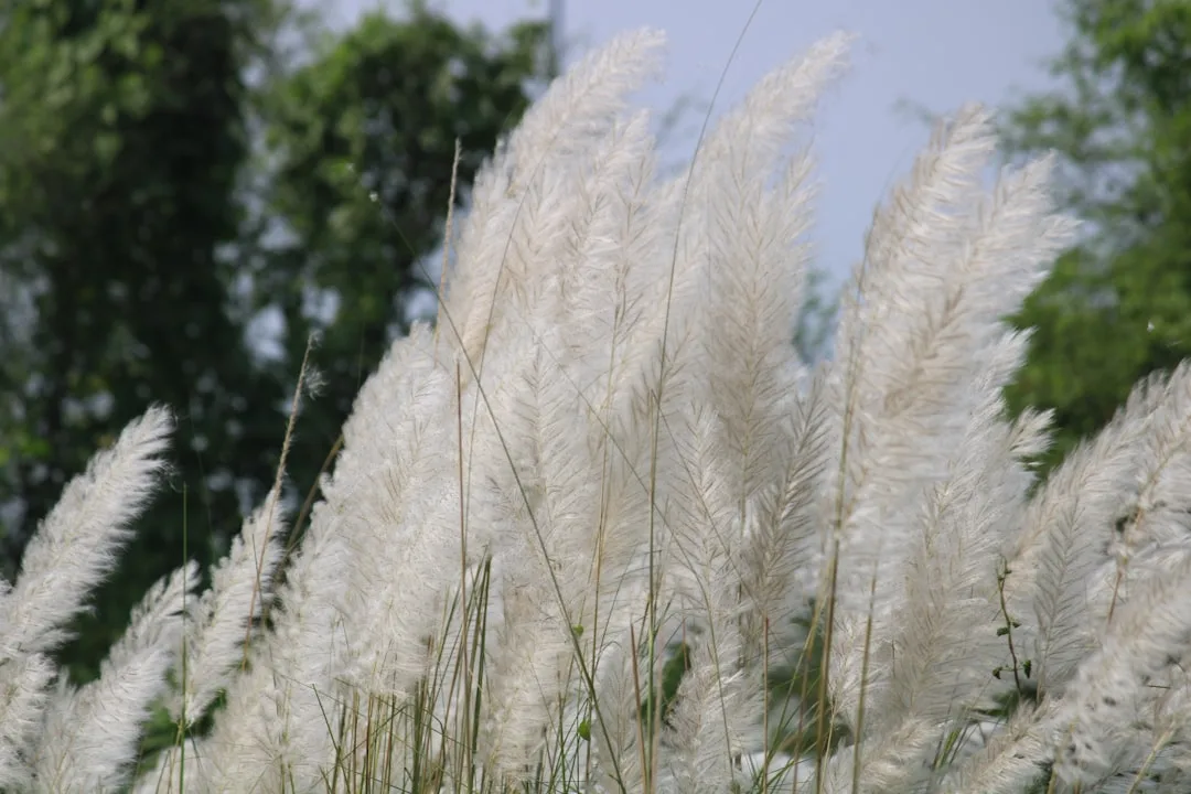 Bengali Weather, Seasons, and Nature Vocabulary Reference